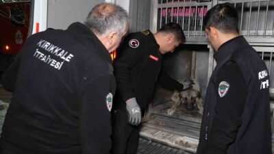 Kırıkkale'de otomobilin çarptığı köpek, itfaiye ekipleri tarafından veteriner fakültesine götürülüp