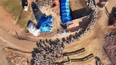 Ankara'da sütten kesilmeyen kuzular, meraya gitmeden önce annelerini yüzlerce koyun