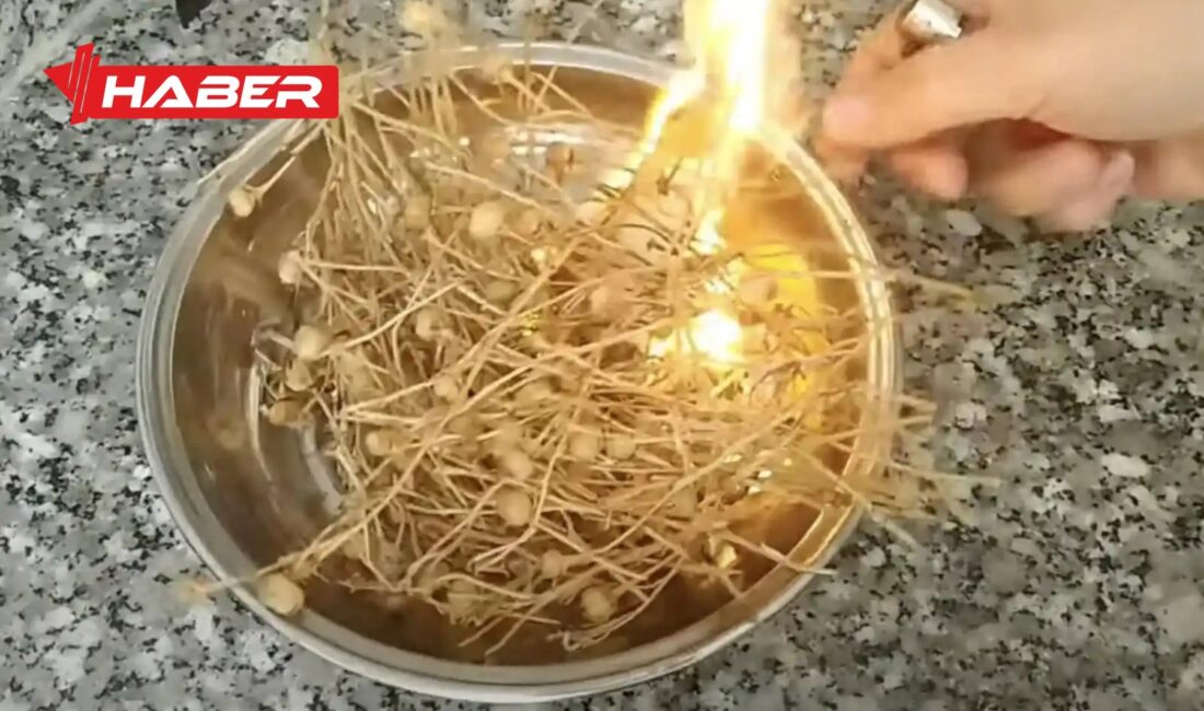 Üzerlik otu, halk arasında