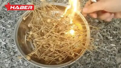 Üzerlik otu, halk arasında nazardan korunmak, kötü enerjileri uzaklaştırmak ve