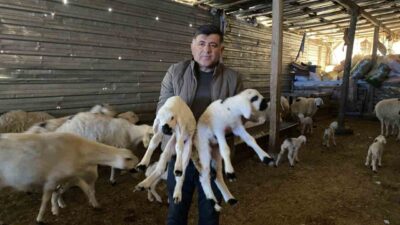Yozgat'ın Sorgun ilçesinde hayvan yetiştiriciliği yapan Yusuf Taner Yiğit, geleneksel