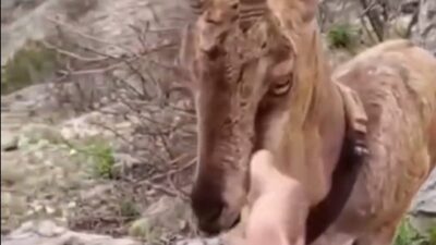 Yozgat, Kazankaya Kanyonu’nda doğaya salınan bir yaban keçisi ile bir