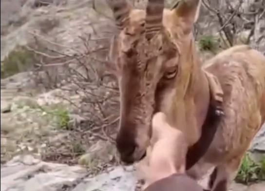 Yozgat, Kazankaya Kanyonu’nda doğaya salınan bir yaban keçisi ile bir