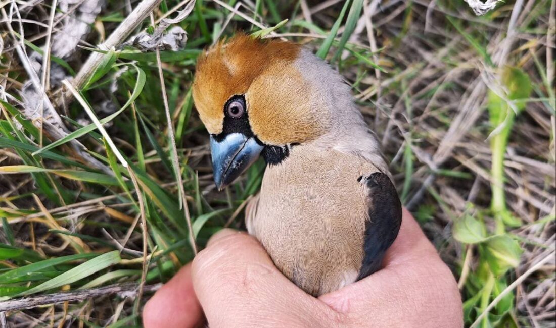 Yozgat’ta Jandarma Komutanlığı ekipleri, Araplı Beldesi Güzelyurt Mahallesi’nde gerçekleştirdikleri önleyici
