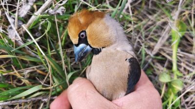 Yozgat’ta Jandarma Komutanlığı ekipleri, Araplı Beldesi Güzelyurt Mahallesi’nde gerçekleştirdikleri önleyici