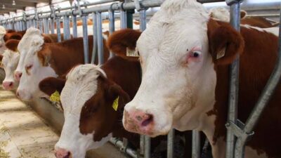 Yerköy İlçe Tarım ve Orman Müdürlüğü, üreticilere önemli bir duyuruda