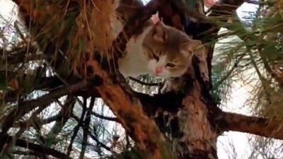 Çorum'un Sungurlu ilçesinde mahsur kalan kedi, polis ve itfaiye ekipleri