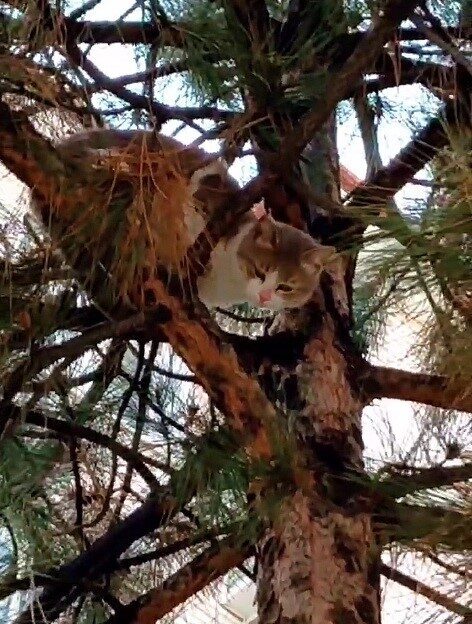 Ağaçta mahsur kalan kedi ekipler tarafından kurtarıldı Çorum'un Sungurlu ilçesinde mahsur