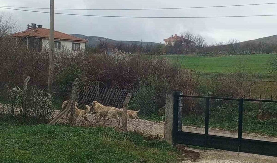 Akpınar halkı başıboş köpeklerden tedirgin Kırşehir'in Akpınar ilçesinde başıboş