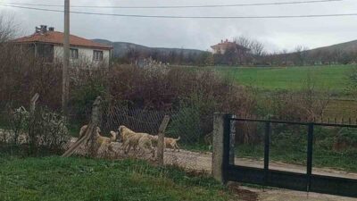 Kırşehir'in Akpınar ilçesinde başıboş sokak köpekleri, vatandaşları tedirgin ediyor. Köpeklerin