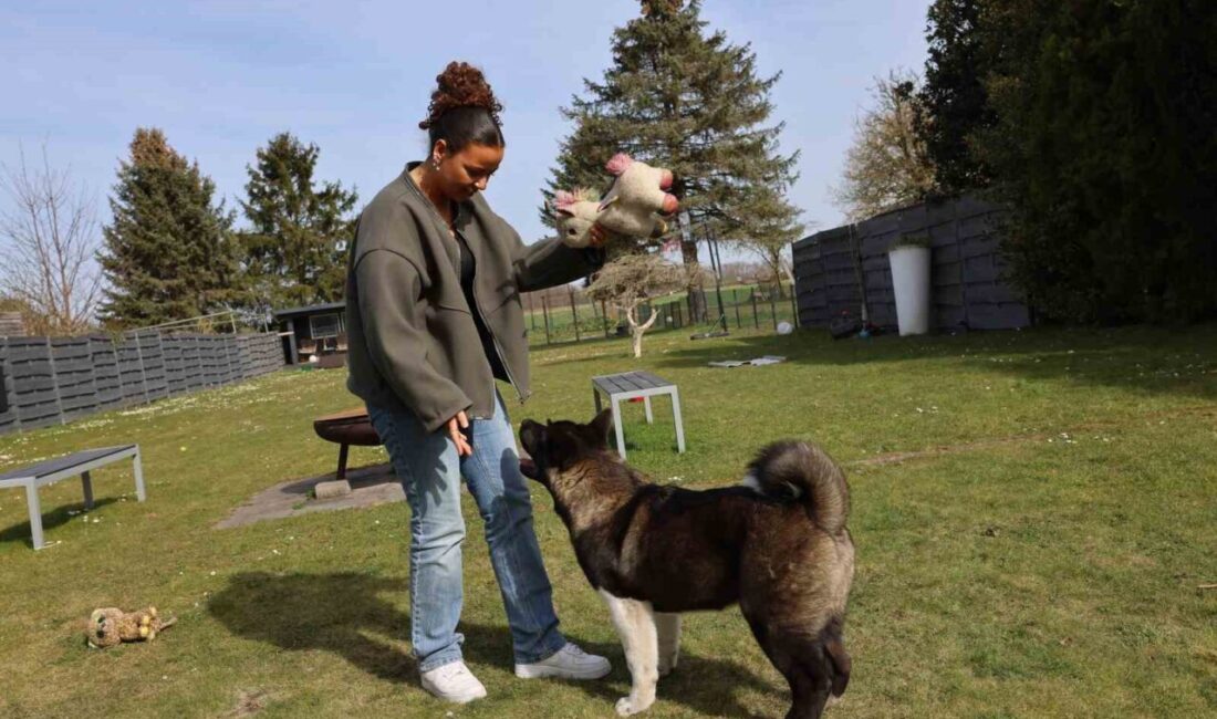 Almanya'da 2025 yılında köpek vergilerinde artış yaşandı. Bazı şehirler vergileri