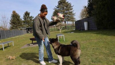Almanya'da 2025 yılında köpek vergilerinde artış yaşandı. Bazı şehirler vergileri