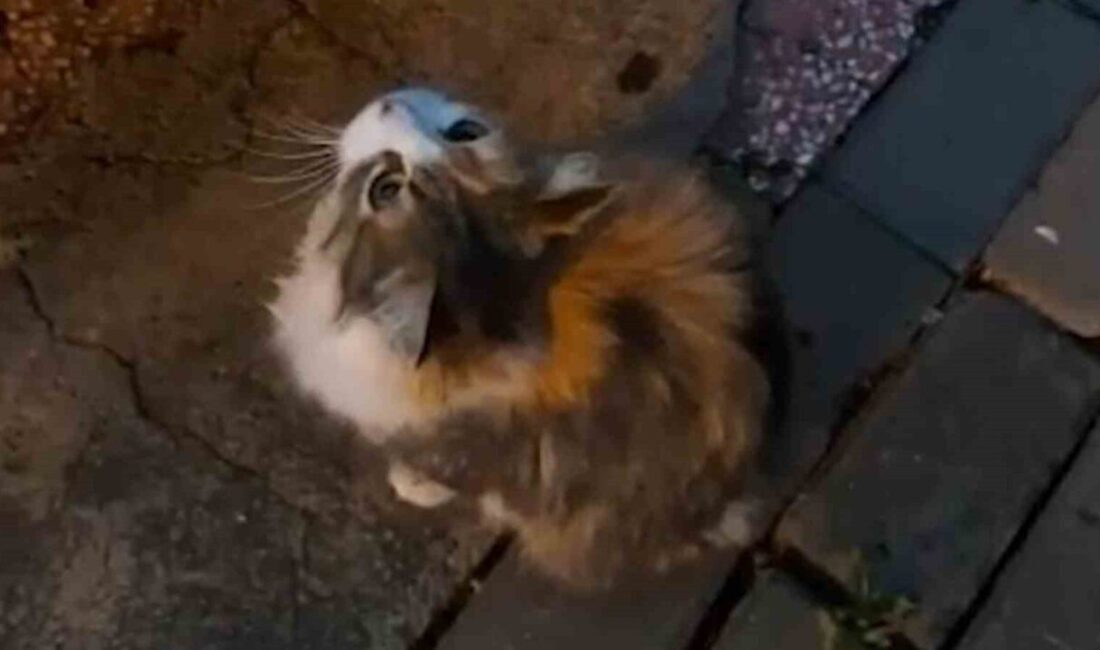 Kırıkkale'de anne kedi, sağanak