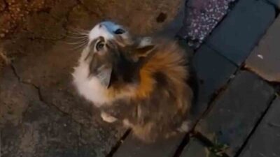 Kırıkkale'de anne kedi, sağanak yağış sonrası su birikintisinden etkilenen yavrusunu