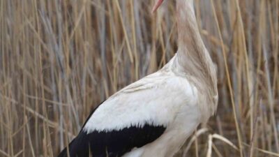 Karaahmetli köyüne gelen leylekler, bölgenin doğal yapısını renklendiriyor. Kapulukaya Barajı