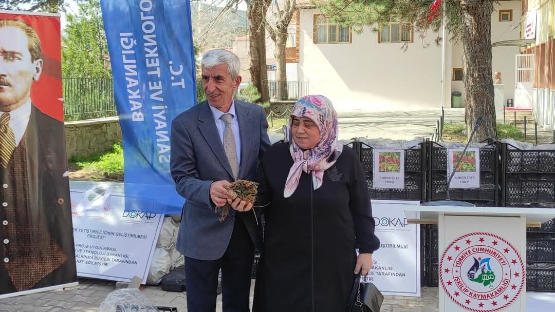 Çiftçilere 140 bin adet çilek fidesi dağıtıldı Çorum’un İskilip ilçesinde 35