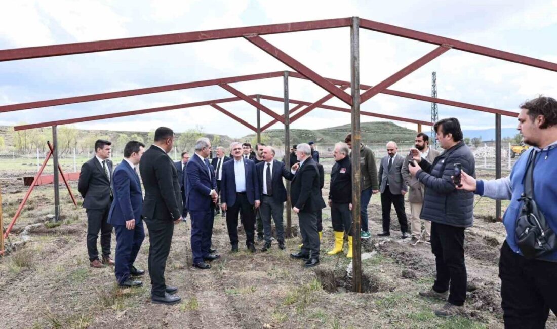 Çorum'da Sahipsiz Hayvanlar Koruma
