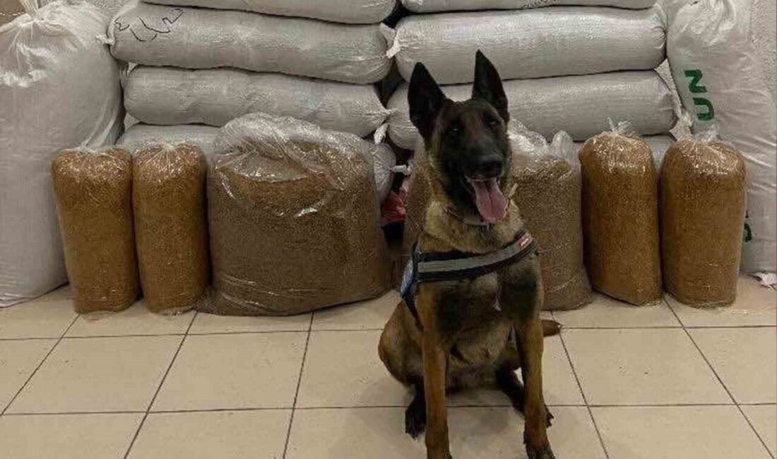 Hassas burun “Alkış” otobüste 520 kilogram kaçak tütün buldu Kırıkkale'de jandarma ekipleri, otobüs