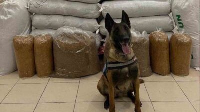 Kırıkkale'de jandarma ekipleri, otobüs aramasında M.G.'ye ait 520 kg kaçak