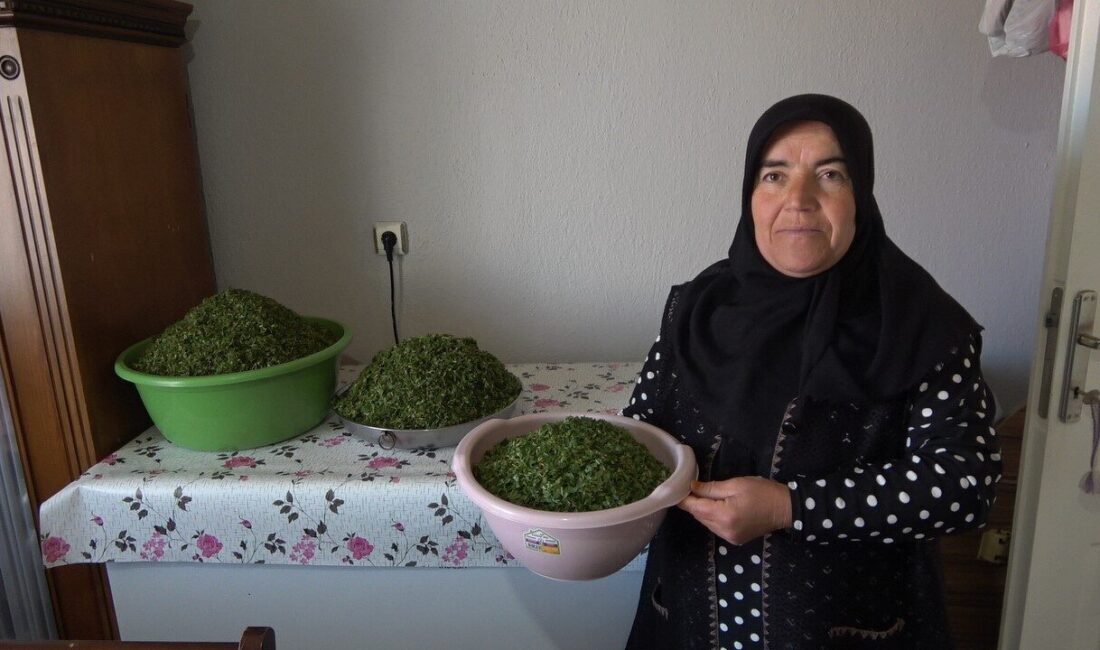 İç Anadolu'nun yöresel lezzeti madımak otu, bahar mevsimi geldiğinde sofralarda