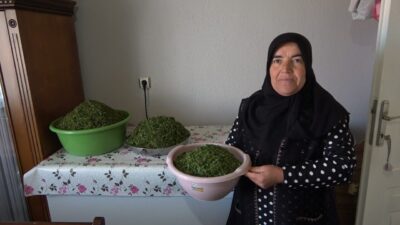 İç Anadolu'nun yöresel lezzeti madımak otu, bahar mevsimi geldiğinde sofralarda