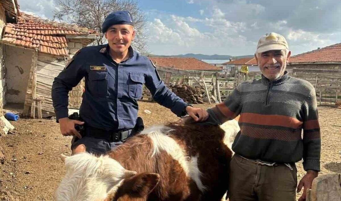 Jandarma kayıp büyükbaş hayvanı bularak sahibine teslim etti Kırşehir'de kaybolan büyükbaş hayvan