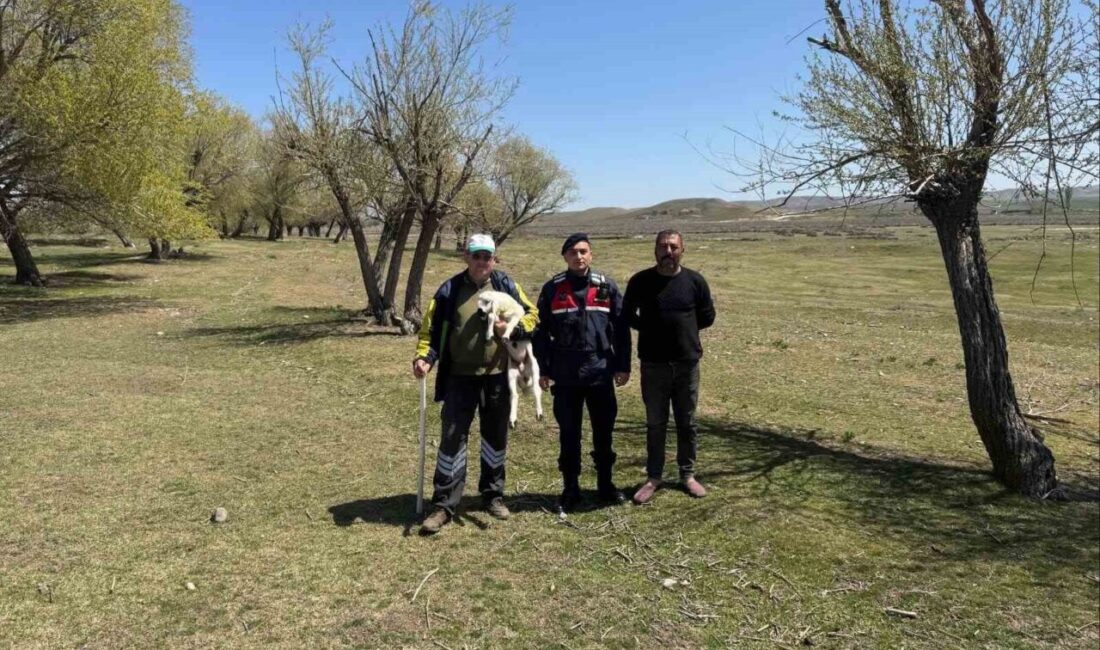 Yerköy'de Jandarma ekipleri buldukları kayıp küçükbaş hayvanı sahibine teslim etti.