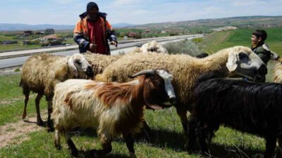 Kırıkkale'de köyde hayvancılık yapan Metin ve Emin Göbel kardeşler, hayvanlarına