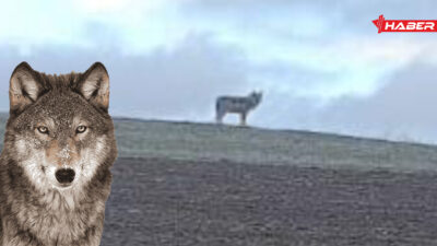 Dulkadirli Köyü yakınlarında aracıyla seyir halinde olan bir vatandaş, yol