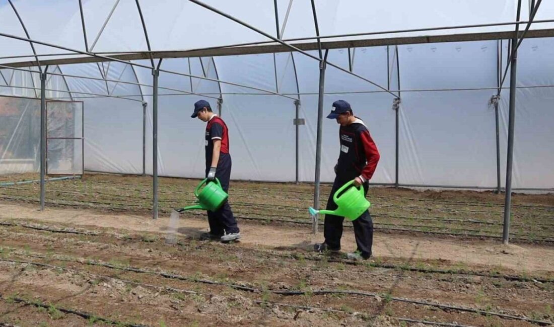 Okul bahçesinde kurulan serada öğretmen ve öğrenciler kuşkonmaz yetiştirecek Çorum'un Osmancık ilçesinde bir