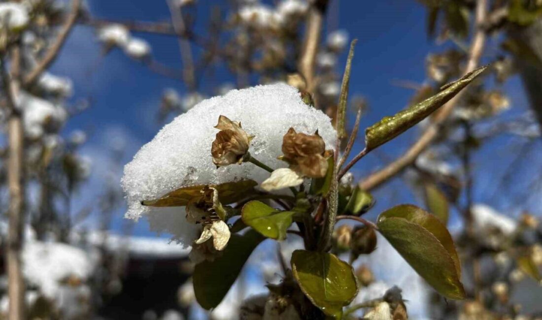 Yozgat'ta etkili olan yağmur ve kar yağışı, meyve ağaçlarına zarar