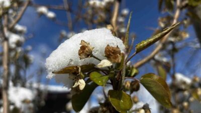 Yozgat'ta etkili olan yağmur ve kar yağışı, meyve ağaçlarına zarar