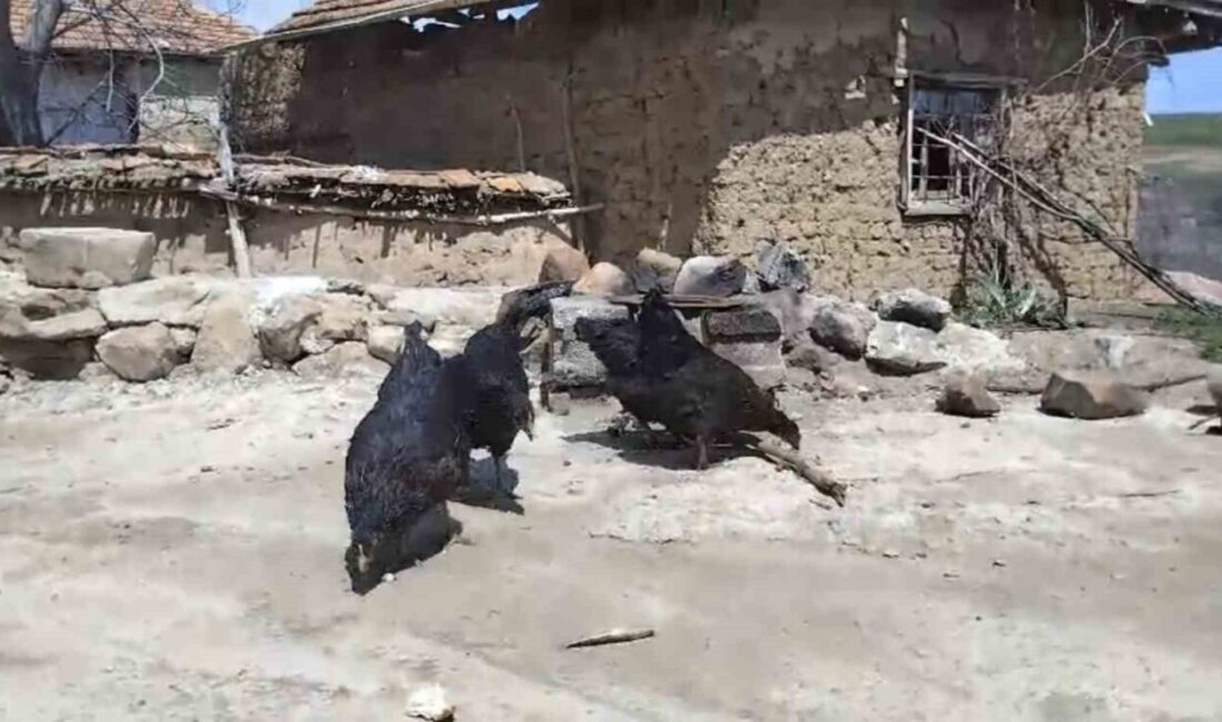 Yozgat'ta Salim Ayan'ın beslediği tilki, köydeki tavukları yedi. Tilkiyi cep