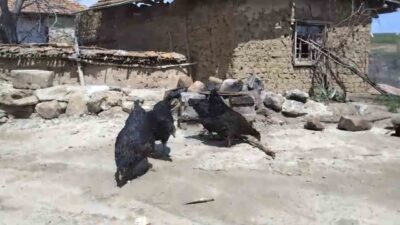 Yozgat'ta Salim Ayan'ın beslediği tilki, köydeki tavukları yedi. Tilkiyi cep