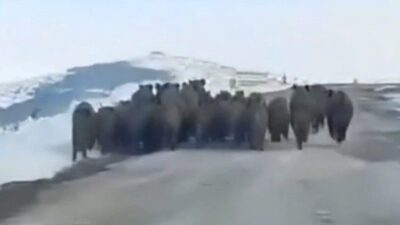 Yozgat'ta yola çıkan dev yaban domuzu sürüsü, aniden ortaya çıkarak