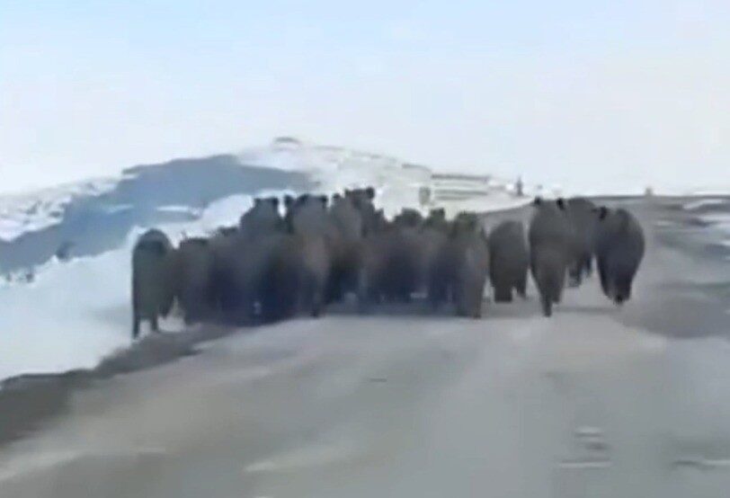 Yozgat'ta yola çıkan dev yaban domuzu sürüsü, aniden ortaya çıkarak