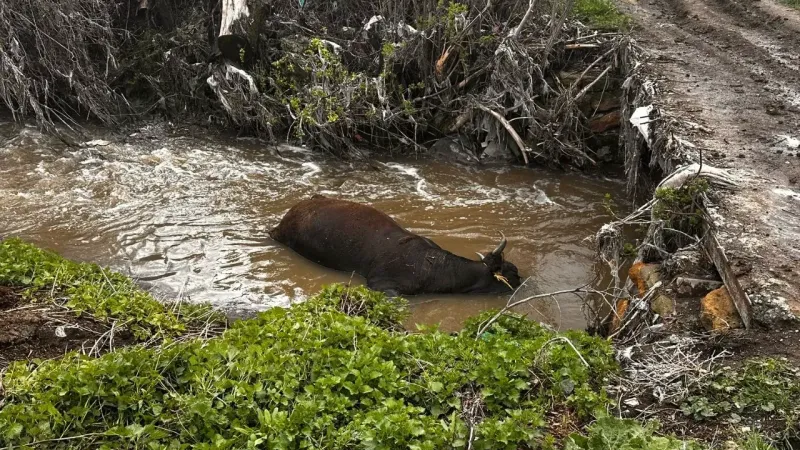 Yozgat'ta kimliği belirsiz kişilerce ölü büyükbaş hayvan dereye atıldı. Vatandaşın
