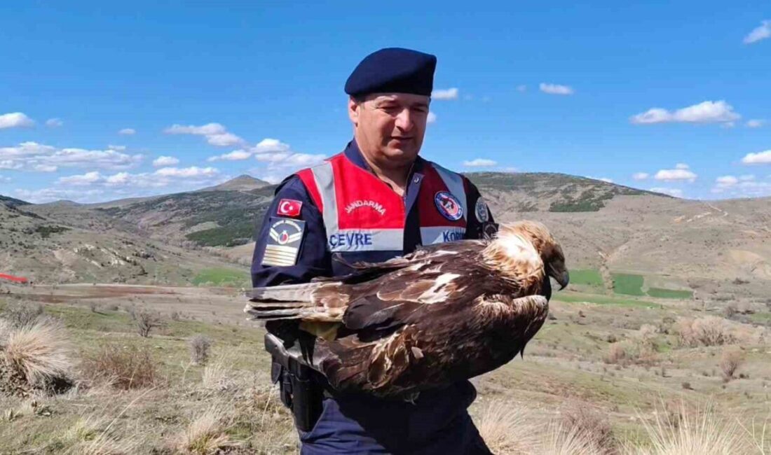 Yozgat’ta HAYDİ ekipleri ve Sorgun İlçe Jandarma Komutanlığı, yaralı bir