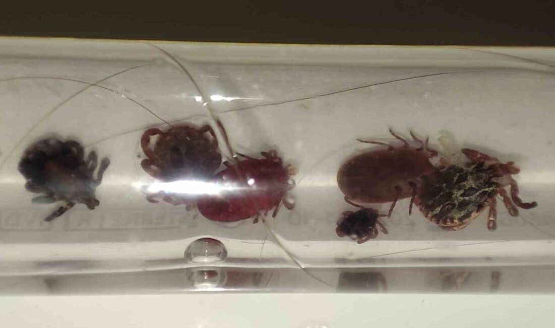 Yozgat ve çevresinde kene popülasyonu artarken, Uz. Dr. Edip Bayrak,