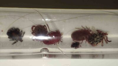 Yozgat ve çevresinde kene popülasyonu artarken, Uz. Dr. Edip Bayrak,