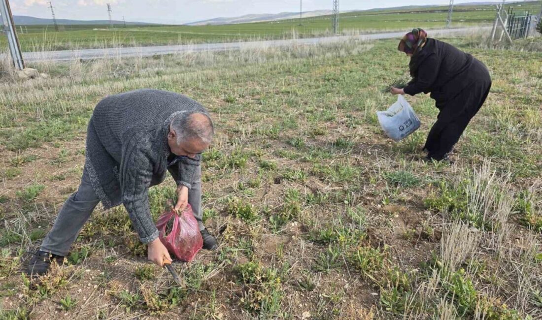 Yozgat'ta doğadan toplanan ve sağlık açısından faydalı olduğu bilinen yemlik