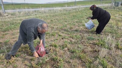 Yozgat'ta doğadan toplanan ve sağlık açısından faydalı olduğu bilinen yemlik