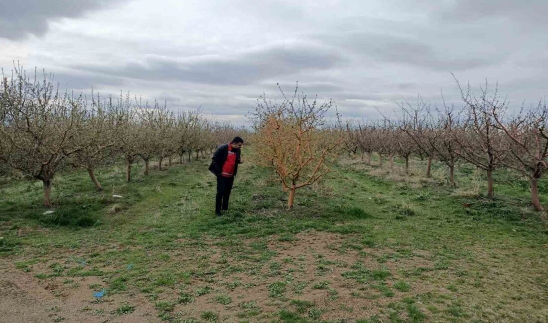 Yozgat'ta yaşanan zirai don felaketi sonrası İl Tarım ve Orman