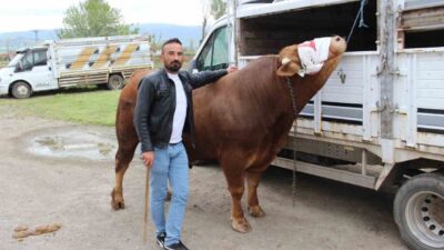 Çorum’da besicilik yapan İbrahim Işık'ın özenle yetiştirdiği 1 ton 150