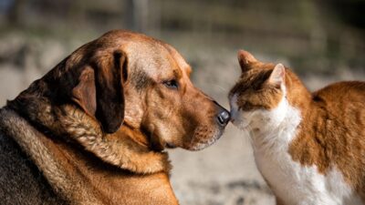 Yozgat Valiliği, sahipli hayvanların başıboş bırakılması konusunda vatandaşları uyardı. Yapılan