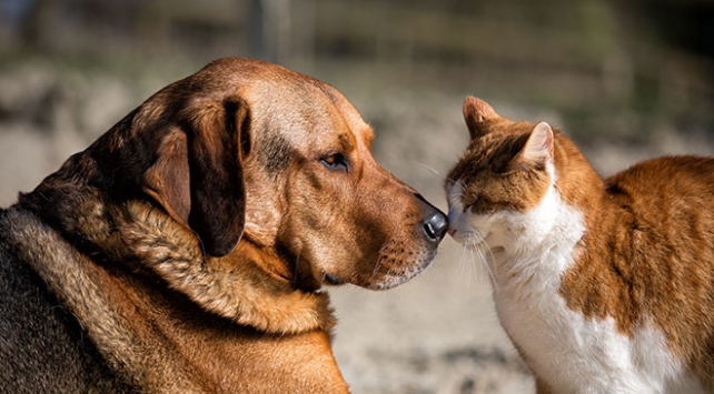 Yozgat Valiliği, sahipli hayvanların başıboş bırakılması konusunda vatandaşları uyardı. Yapılan