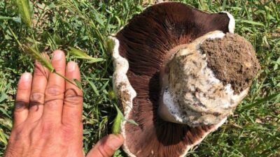 Ankara'nın Polatlı ilçesinde doğa yürüyüşü yapan Samet Konca, 1 kilogramlık