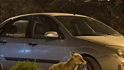 Ankara'nın Altındağ ilçesinde sokaklarda açlıktan kıvranan bir tilki, gece saatlerinde