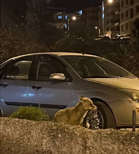 Ankara'nın Altındağ ilçesinde sokaklarda açlıktan kıvranan bir tilki, gece saatlerinde