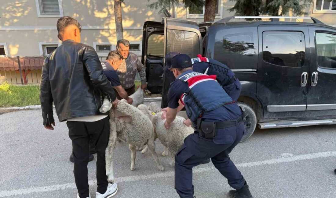 Ankara’da koyun hırsızı yakalandı Polatlı'da koyun hırsızlığı yapan